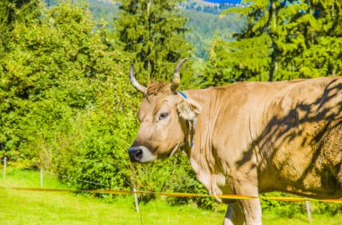 Otlayan inekler, beyaz, siyah ve kahverengi inekler, yüksek dağlarda otlarlar.