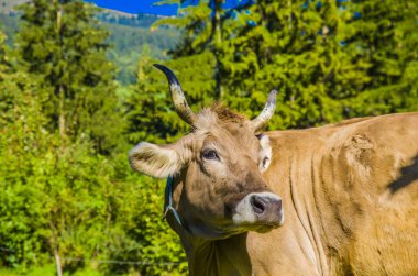 Otlayan inekler, beyaz, siyah ve kahverengi inekler, yüksek dağlarda otlarlar.