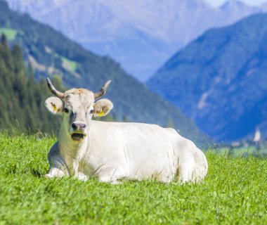 Otlayan inekler, beyaz, siyah ve kahverengi inekler, yüksek dağlarda otlarlar.