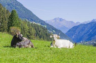 Otlayan inekler, beyaz, siyah ve kahverengi inekler, yüksek dağlarda otlarlar.