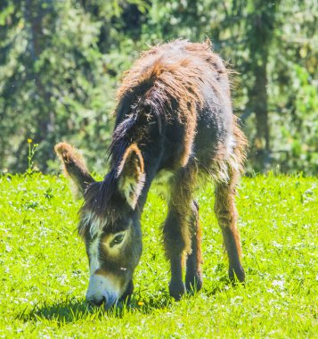 Uzun kulaklı gri eşek dağlarda otluyor.