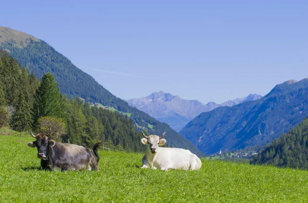 放牧的奶牛 白色的 黑色的和棕色的奶牛 在高山上吃草 — 图库照片