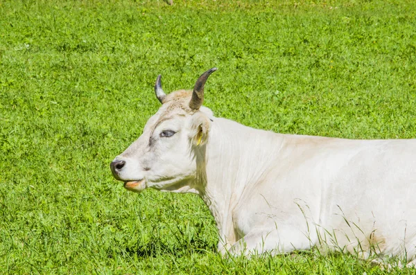 Vacas Pastando Vacas Brancas Pretas Marrons Pastam Grama Nas Altas — Fotografia de Stock