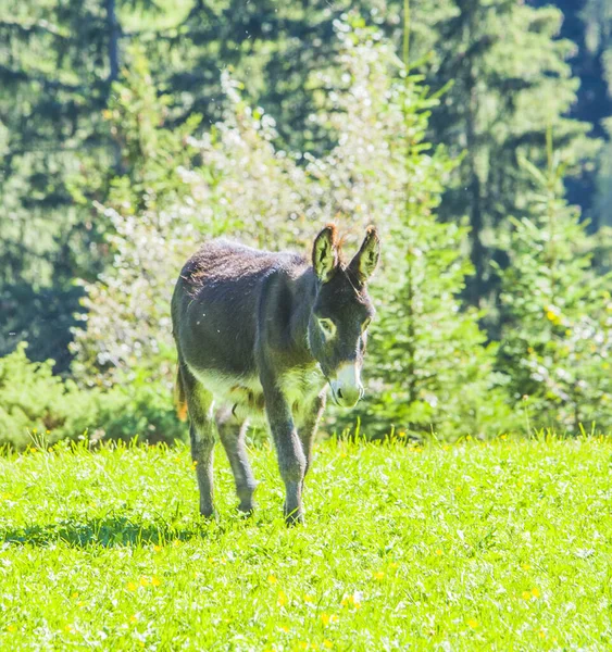 long-eared gray donkey grazes in the mountains