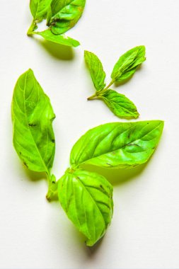 aromatik otlar ve baharatlar yıkanmış ve tarifleriniz için hazır, aşılar ve içecekler için - fesleğen