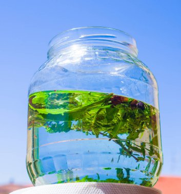 Alkolü eritmek için otlar ve baharatlar, zanaatkar antik bir geleneksel tariften likör ve aromatik baharatlar üretir.