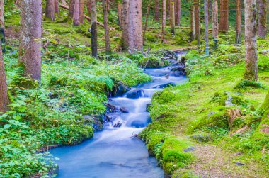 Dağ deresinden taze su, yeşillikte ve ormanda saf bir şekilde akar.