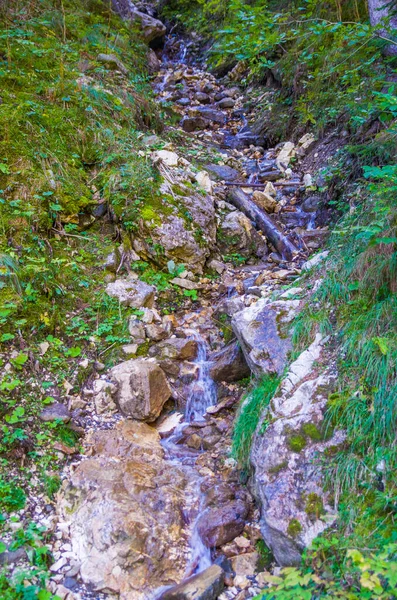 Fresh water from the mountain stream flows pure in the greenery and in the woods