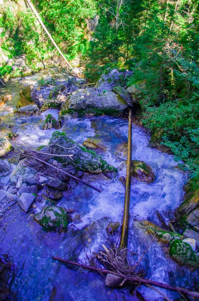 Свежая Вода Горного Ручья Течет Чистой Зелени Лесах — стоковое фото
