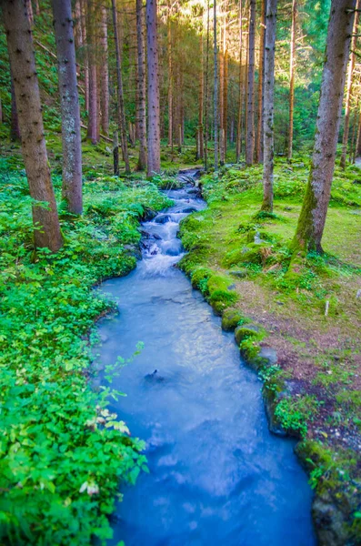 Frischwasser Aus Dem Gebirgsbach Fließt Rein Ins Grün Und Den — Stockfoto