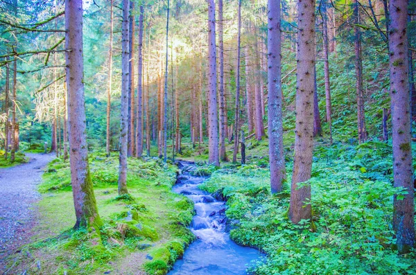 Sladká Voda Horského Potoka Teče Čistá Zeleni Lesích — Stock fotografie