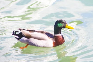 Yaban ördeği, ördek eski çiftliğin gölünde yüzüyor.