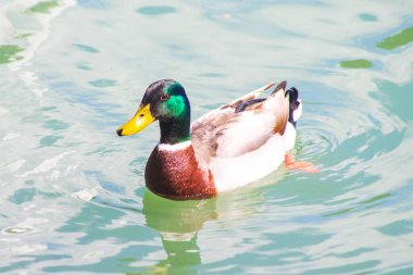 Yaban ördeği, ördek eski çiftliğin gölünde yüzüyor.