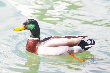 Yaban ördeği, ördek eski çiftliğin gölünde yüzüyor.