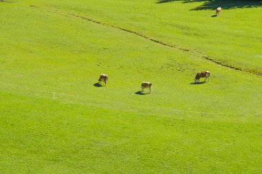 süt üretimi, dağlarda otlayan inekler parlak yeşil çimlerin ortasında