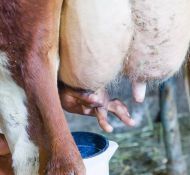 Sütün geldiği çiftliği ziyaret edin. Çiftçi uzmanının inekleri sağdığı çiftliği.