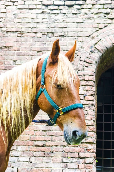 Caballo Marrón Con Melena Rubia Delante Del Viejo Horno Ladrillo — Foto de Stock