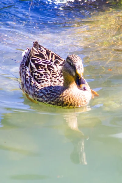 Mallard Duck Swimming Pond Old Farm — Stock Photo, Image