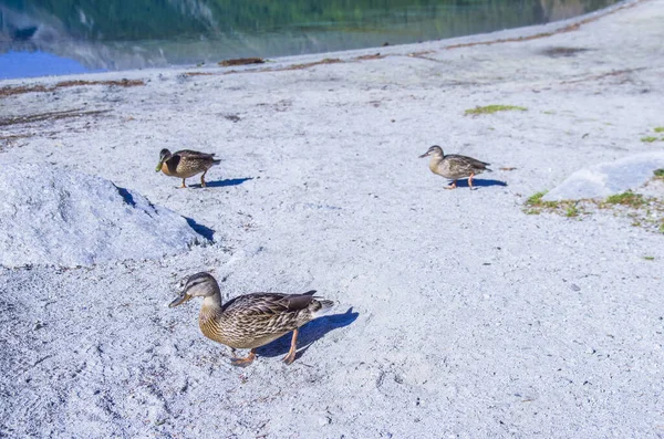 Gräsänder Ankor Simmar Dammen Den Gamla Gården — Stockfoto