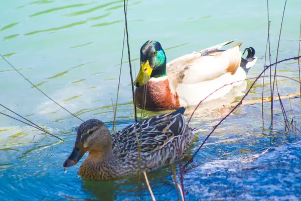 Mallard Duck Swimming Pond Old Farm — Stock Photo, Image