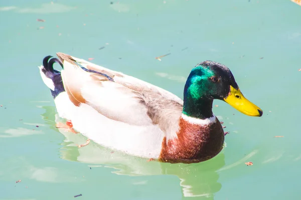 Mallard Duck Swimming Pond Old Farm — Stock Photo, Image