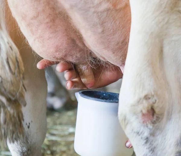 where the milk comes from, visit the farm where the farmer\'s expert hands milk the cows