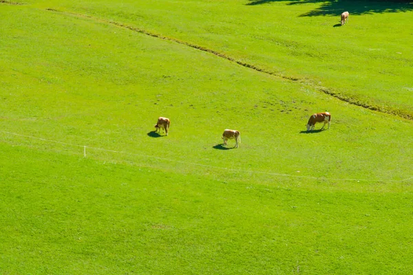 süt üretimi, dağlarda otlayan inekler parlak yeşil çimlerin ortasında