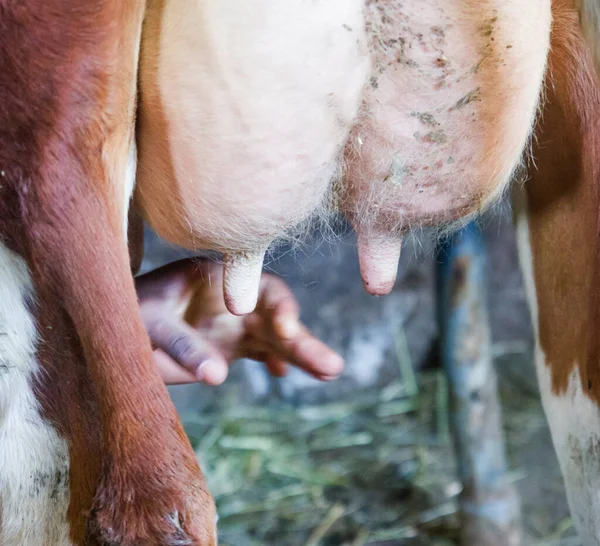 where the milk comes from, visit the farm where the farmer\'s expert hands milk the cows