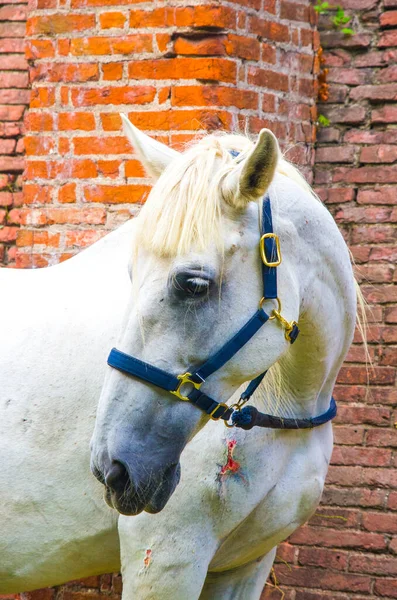 animal abuse, horse injured during a race, injured in the shoulder and leg