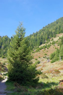 Mavi gökyüzünün altındaki dağlık çayırlarda yürümek için yollar