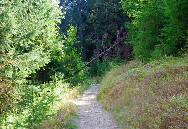 Sentiers Ombre Des Arbres Dans Les Bois Pour Marcher Courir — Photo