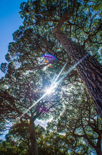 Luz Solar Céu Azul Brilhante Filtram Acima Dos Pinheiros Verão — Fotografia de Stock