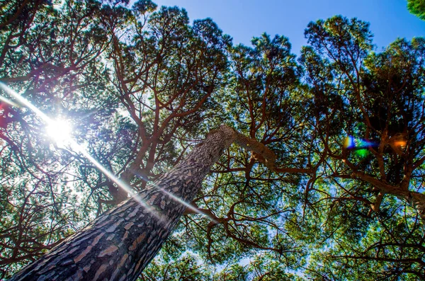 Sunlight Bright Blue Skies Filter Pine Trees Hot Summer — Stock Photo, Image