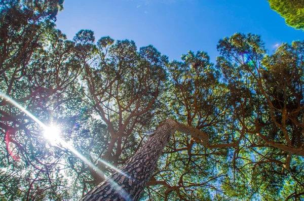 Luz Solar Céu Azul Brilhante Filtram Acima Dos Pinheiros Verão — Fotografia de Stock