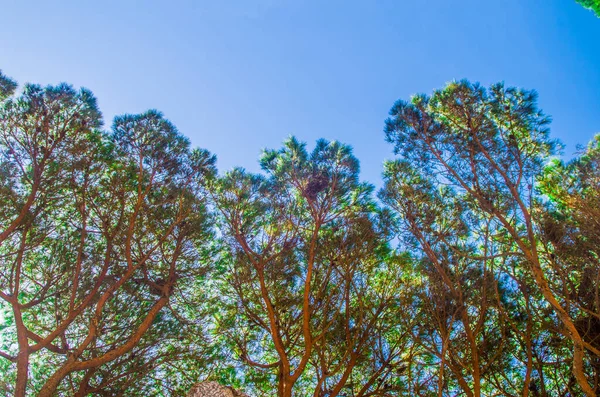 Sunlight Bright Blue Skies Filter Pine Trees Hot Summer — Stock Photo, Image