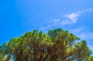 Güneş ışığı ve parlak mavi gökyüzü sıcak yaz mevsiminde çam ağaçlarının üzerinden süzülür.
