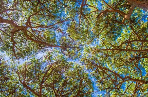 Luz Solar Céu Azul Brilhante Filtram Acima Dos Pinheiros Verão — Fotografia de Stock