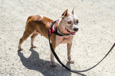Amstaff, güzel bir bekçi ve sıkıştırma köpeği.