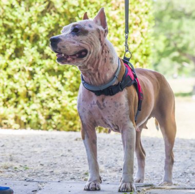 Amstaff, güzel bir bekçi ve sıkıştırma köpeği.