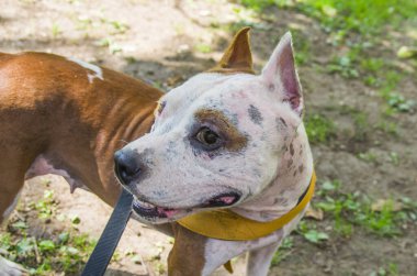 Amstaff, güzel bir bekçi ve sıkıştırma köpeği.