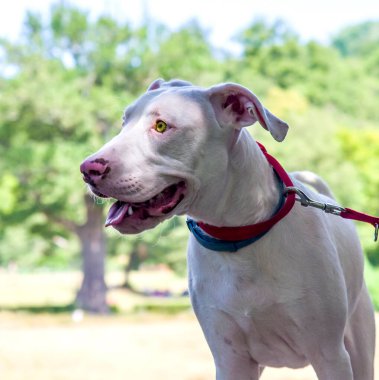 Kırsalda kırmızı yakalı, sarı gözlü, pembe burunlu muhteşem ve tatlı beyaz bir köpek.