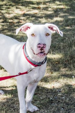 Kırsalda kırmızı yakalı, sarı gözlü, pembe burunlu muhteşem ve tatlı beyaz bir köpek.