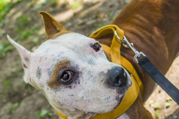 Amstaff Egy Gyönyörű Tömörítő Kutya — Stock Fotó