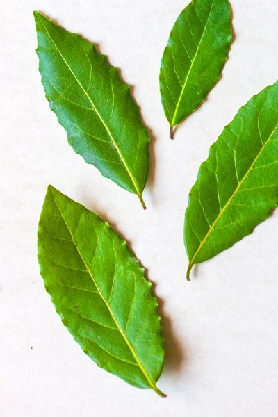 aromatik bitkiler ve baharatlar yıkandı ve tarifleriniz için hazır, aşılar ve içecekler için - defne yaprağı