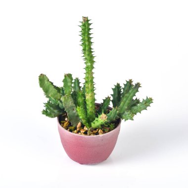 Kaktüs beyaz arkaplanda izole