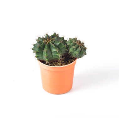 Kaktüs beyaz arkaplanda izole