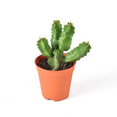 Kaktüs beyaz arkaplanda izole