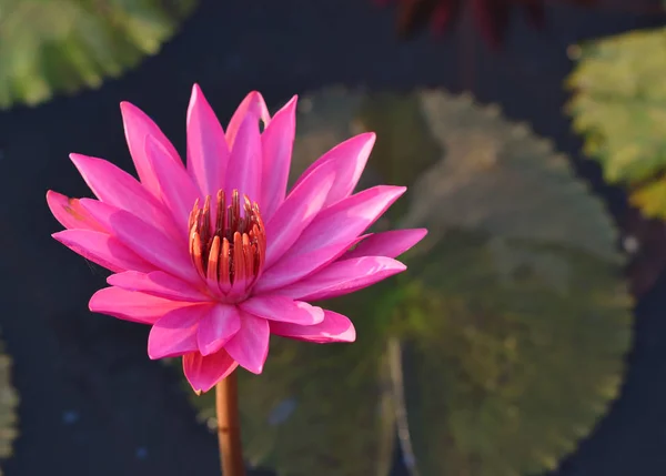 Flor de lótus, Tailândia — Fotografia de Stock