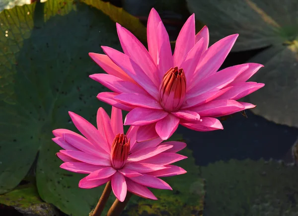 Flor de loto, Tailandia — Foto de Stock
