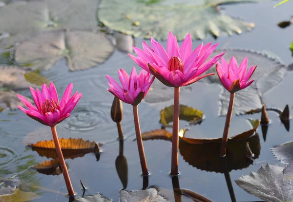 Flor de loto, Tailandia — Foto de Stock